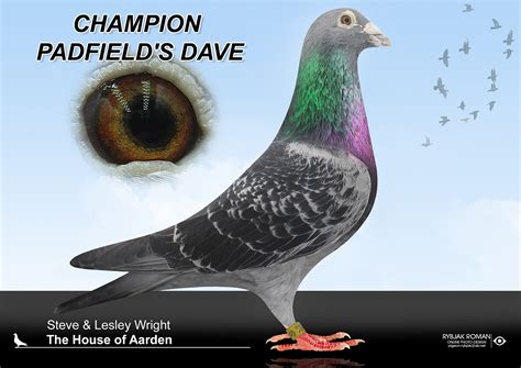 house of aarden|The House of Aarden U.S.A. – Jan Aarden based pigeons U.S.A..